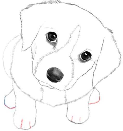 Steps 8-9-10-11-12: Dog Head Sketch. Draw two upside down “U” shapes over the two horizontal lines. Draw the pupils in the eyes. Fill in the eyeballs using the pencil. Draw a half circular shapes round head for the puppy. Erase a little portion from the middle of the head and draw two zigzag lines.